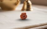 Natural 3 Mukhi Rudraksha