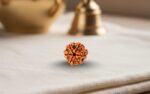 Natural 6 Mukhi Rudraksha