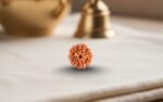 Natural 7 Mukhi Rudraksha
