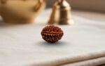 Natural 2 Mukhi Rudraksha